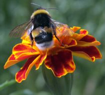 Bumblebee
