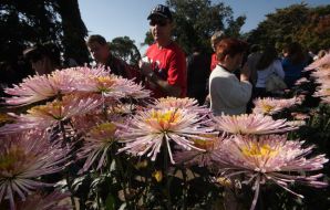 Exhibition ”Ball of chrysanthemums”