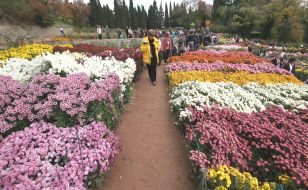 Exhibition ”Ball of chrysanthemums”
