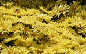 Chrysanthemums