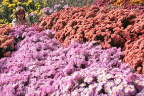 Chrysanthemums