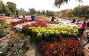 Exhibition ”Ball of chrysanthemums”