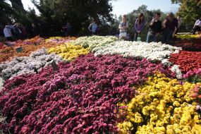 Exhibition ”Ball of chrysanthemums”