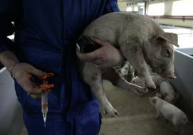 Pig farm worker makes injections
