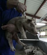 Pig farm worker makes injections
