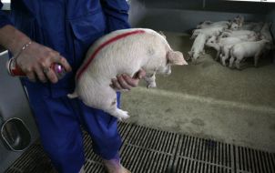 Pig farm worker marks a pig