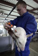 Pig farm worker makes injections