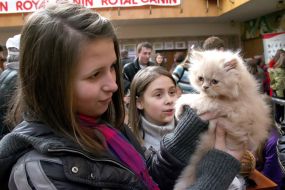 Девушки рассматривают котенка