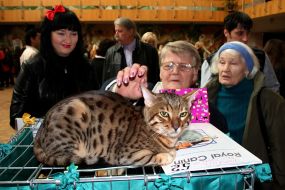 Женщина гладит кота