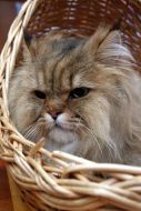 Кот в корзине