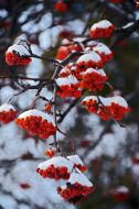 Clusters of mountain ash in the snow