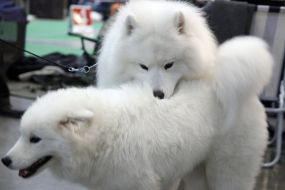 Собаки