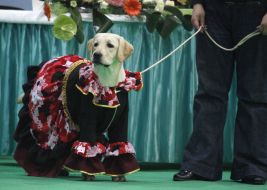 Собака