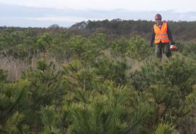 Вирубування сосен