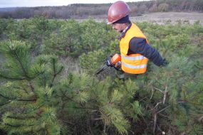 Вирубування сосен