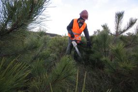 Вирубування сосен