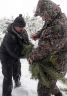 Продаж сосни