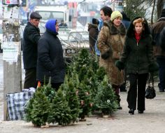 Sale of fir-trees