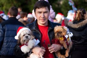 Собаки в костюмах Дедов Морозов