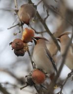 Свиристель