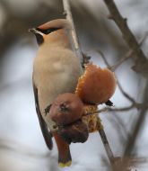 Свиристель