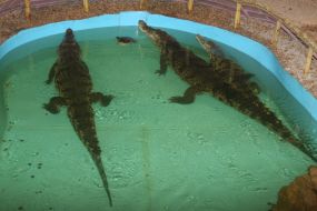 Крокодилы и перепелка