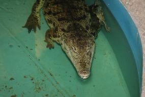 Крокодил Гена