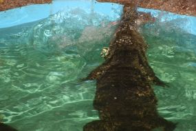 Крокодил Гена и перепелка