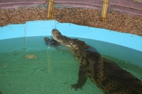 Крокодил Гена и перепелка