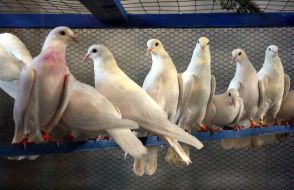 Голуби