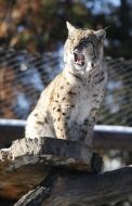 Carpathians lynx