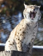 Carpathians lynx