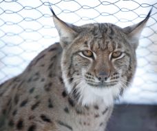 Carpathians lynx