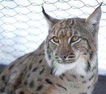 Carpathians lynx