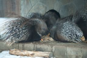 Porcupines