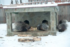 Porcupines