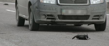 Мёртвая лысуха