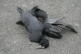 Мёртвая лысуха