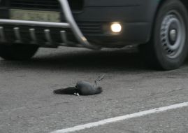 Мёртвая лысуха