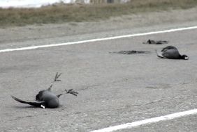 Мёртвые лысухи