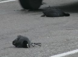 Мёртвая лысуха