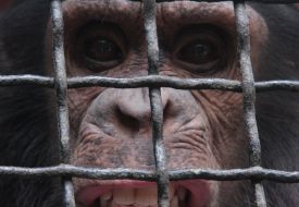 Chimpanzee