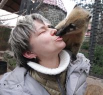 Coati