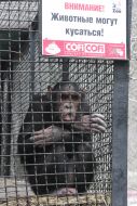 Chimpanzee