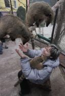 Coatis