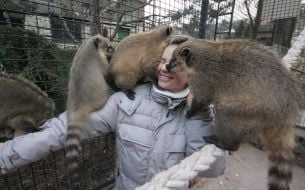 Coatis