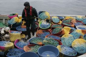 Пограничник