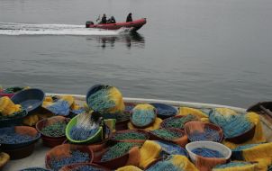 Браконьерские сети