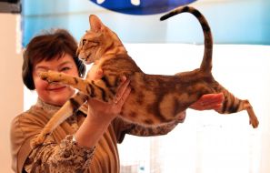 Кошка Сококе