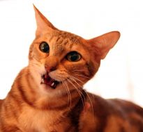 Кошка Сококе